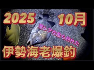 【浜名湖T字堤OK】浜名湖周辺 伊勢海老 遠州灘 穴釣り 簡単に釣る方法 激レアな魚 爆釣 エビ モンスターいせえび