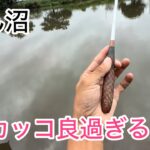 びん沼へらぶな釣り。新作ダイワのヘラTならぬ風Tかっこいいw季節の変わり目なかなか難しいへらぶな釣り！