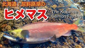 【ヒメマス】北海道・屈斜路湖のヒメマス The Kokanee Salmon Fishing