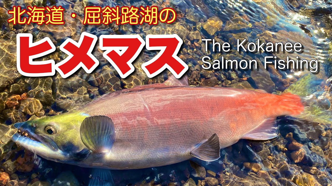 【ヒメマス】北海道・屈斜路湖のヒメマス The Kokanee Salmon Fishing