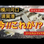 【相模川河口・須賀港】食べても美味しいコトヒキちゃん🩷YouTuberの現実少しお見せします😅視聴者さん応援の言葉ありがとう😄エネルギー😭