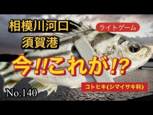 【相模川河口・須賀港】食べても美味しいコトヒキちゃん🩷YouTuberの現実少しお見せします😅視聴者さん応援の言葉ありがとう😄エネルギー😭