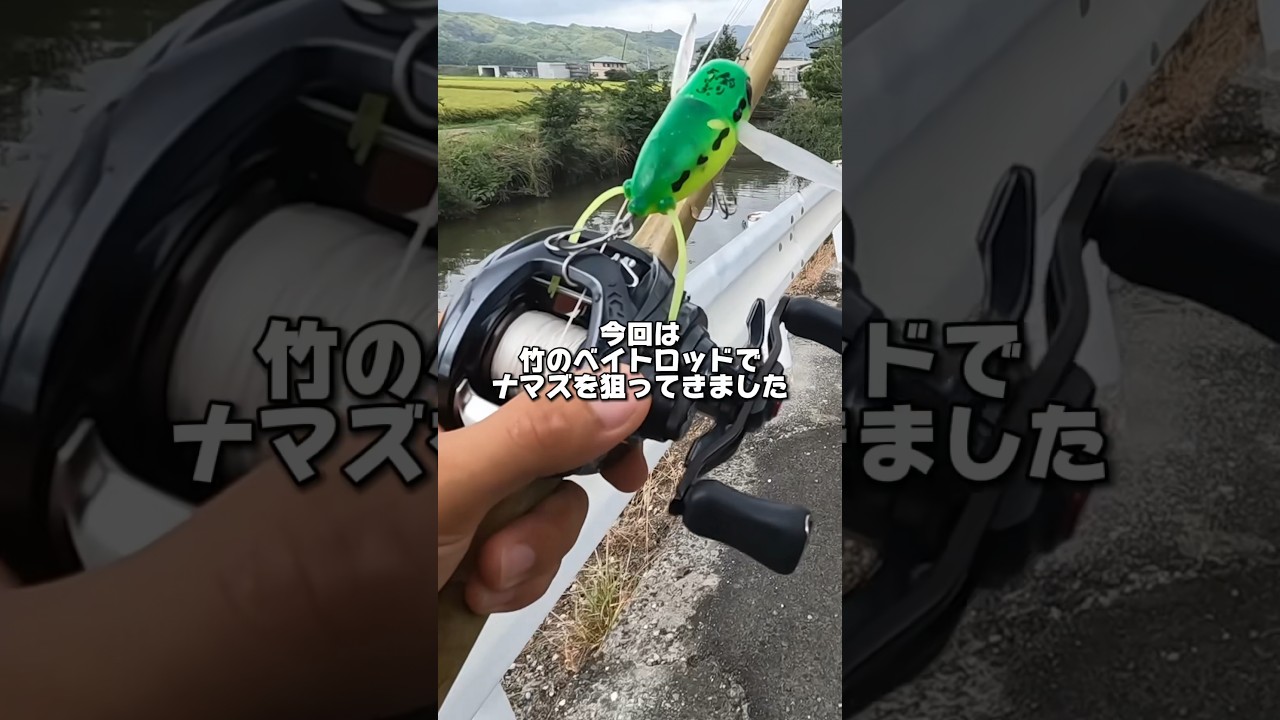 竹のベイトロッドでナマズ釣り🎣#釣り #fishing #ナマズ #ナマズ釣り #catfish #多魚種アングラー
