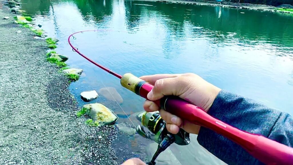 昼間からの管理釣り場でもしっかり釣果を出してくれるルアー達　エリアトラウトinベリーズ迦葉山