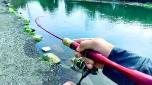 昼間からの管理釣り場でもしっかり釣果を出してくれるルアー達　エリアトラウトinベリーズ迦葉山