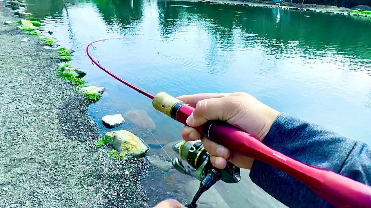 昼間からの管理釣り場でもしっかり釣果を出してくれるルアー達　エリアトラウトinベリーズ迦葉山