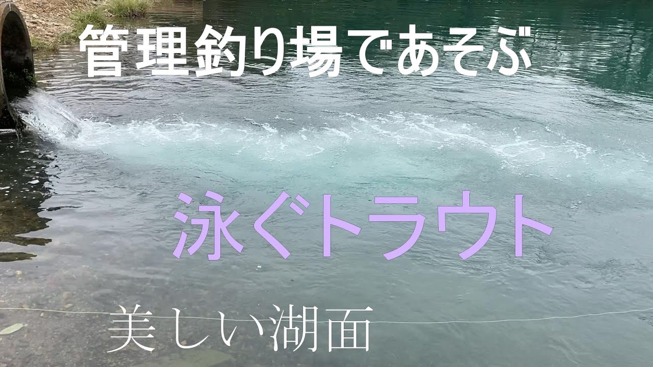 管理釣り場であそぶ | 管理釣り場 | トラウト | 栃木県 | managed fishing grounds | protected cat | vlog#18