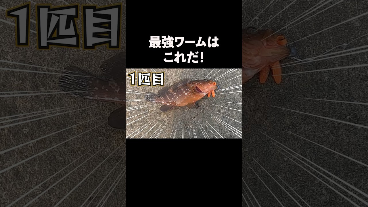 【最強ワームはこれかもしれない】ボトム巻くだけ高級魚連発！#shorts
