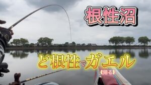 《へらぶな釣り to 近藤沼》両ダンゴで釣れたの1年何ヶ月振りだろ😆タナが出来たと思ったらトラブルで😣