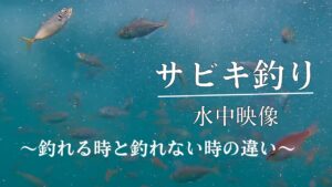 サビキ釣り 水中動画 アジ・サバ・ショゴ 〜なぜ釣れないかが必ず分かる〜