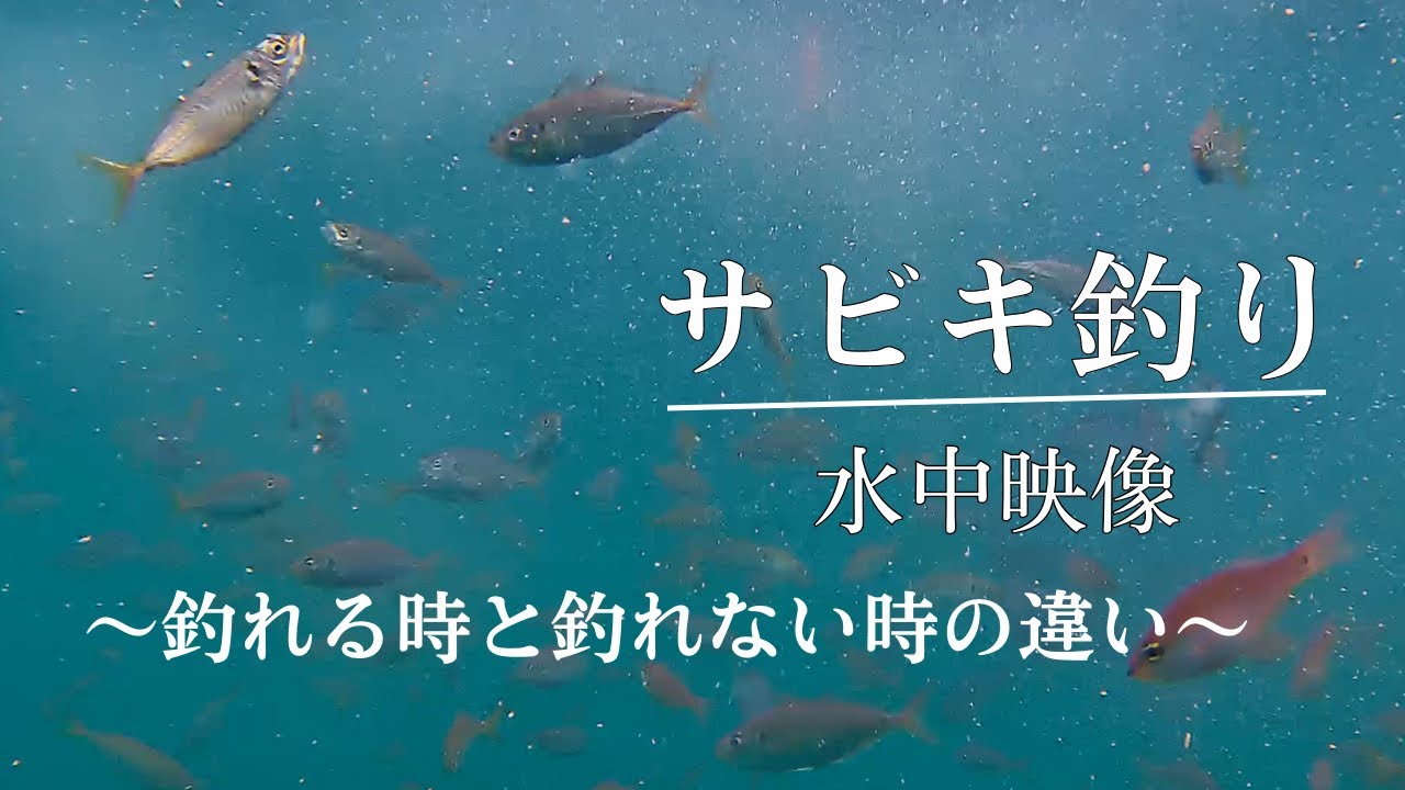 サビキ釣り 水中動画 アジ・サバ・ショゴ 〜なぜ釣れないかが必ず分かる〜