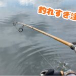 釣れすぎ注意！？秋の池である外来種が大繁殖！！