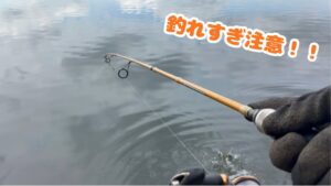 釣れすぎ注意！？秋の池である外来種が大繁殖！！