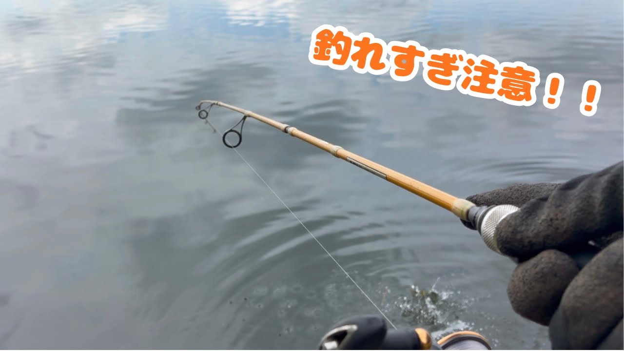 釣れすぎ注意！？秋の池である外来種が大繁殖！！