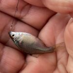 手賀沼で小物釣り小さなタナゴが沢山見えるが！