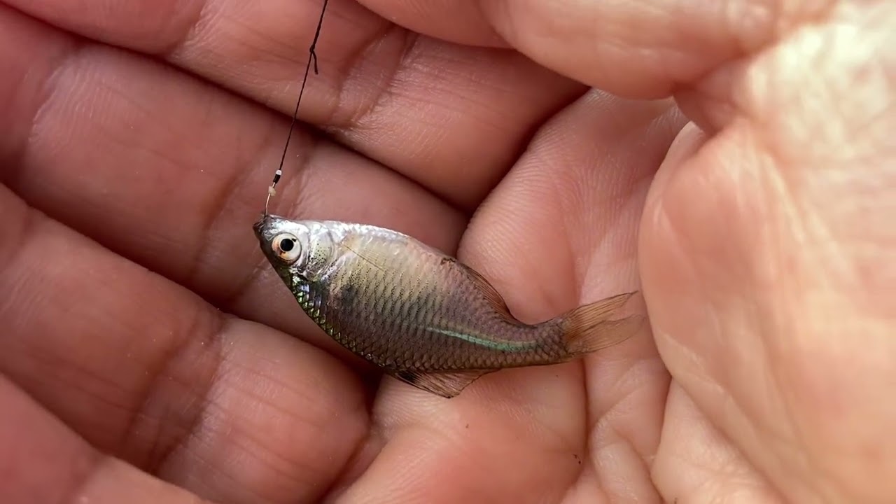 手賀沼で小物釣り小さなタナゴが沢山見えるが！