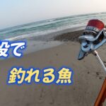 表浜で投げ釣り　波打ち際で釣れる魚