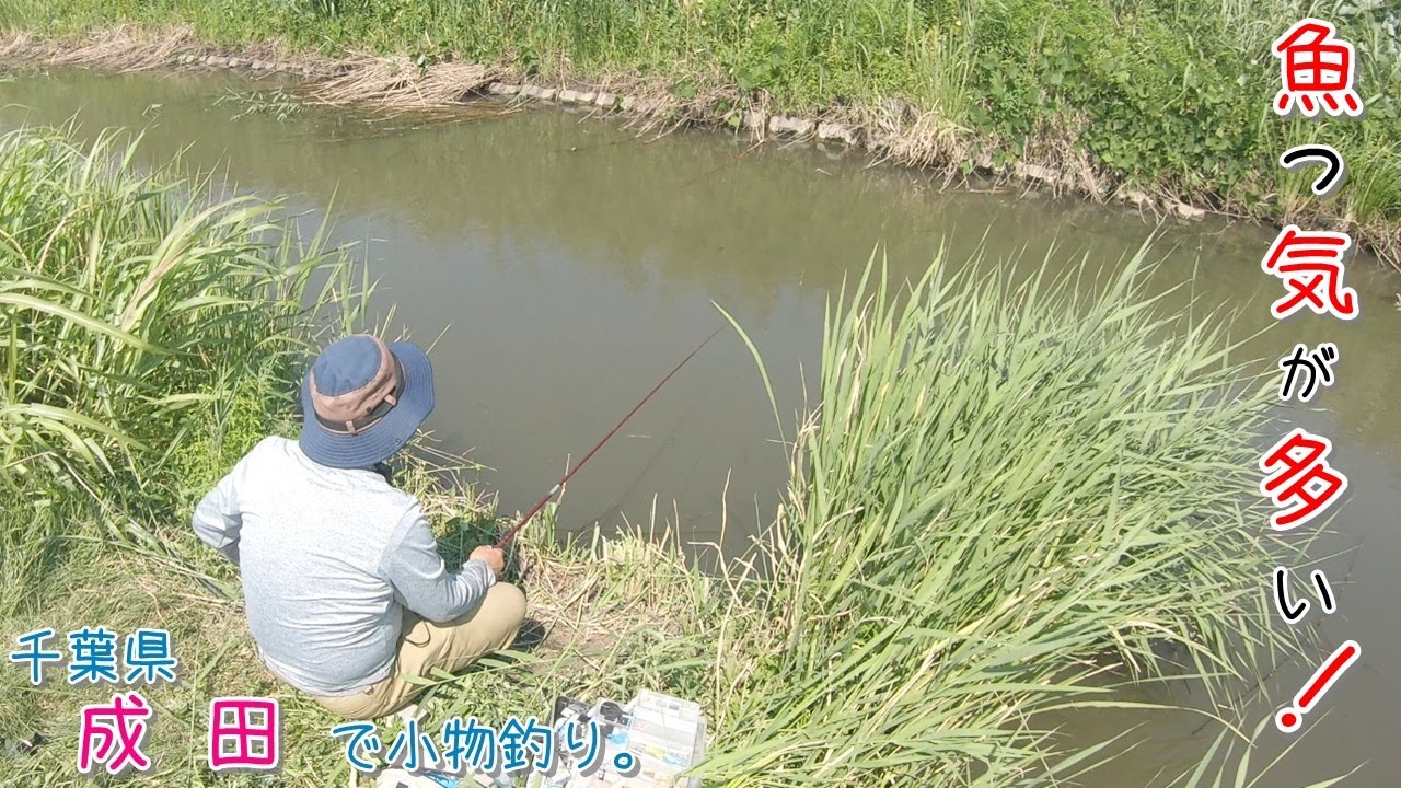 魚の気配がめちゃ多い水路! 綺麗な〇〇連発! 千葉県 成田で小物釣り。