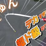 【ワカサギ釣り】超ド級！！！釣れるワカサギデカすぎる！【神流湖】