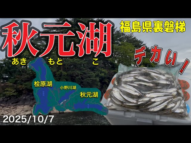 【ワカサギ釣り】これぞ秋元湖！デカい！おもいっ！#ワカサギ釣り #秋元湖#シマノ #レイクマスター