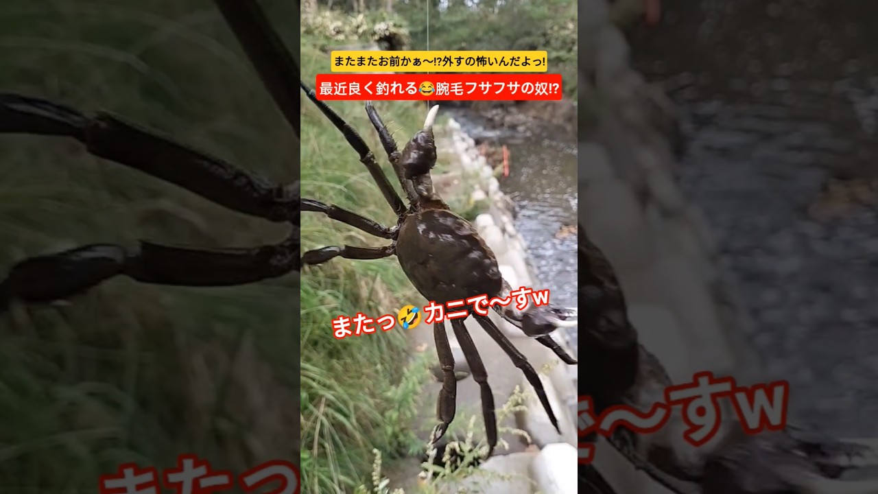 川釣りで釣れたら嫌な攻撃力高めの!?怖い奴!