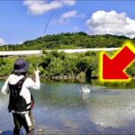 田舎の川でトップ投げたら、とんでもない化け物が掛かってしまった‼️
