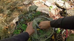 【渓流釣り】ホームで渓流納め