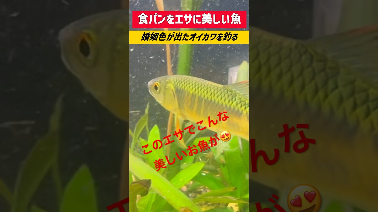 このエサで釣れちゃう！食パンで美しい魚が釣れる！ #川 #釣り #淡水魚