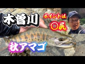 木曽川水系の渓流釣り　秋アマゴが定位する場所は　やっぱり○尻だった