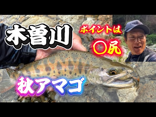木曽川水系の渓流釣り　秋アマゴが定位する場所は　やっぱり○尻だった