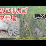 海のゆりかご浜名湖のアマモ場