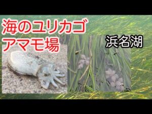 海のゆりかご浜名湖のアマモ場