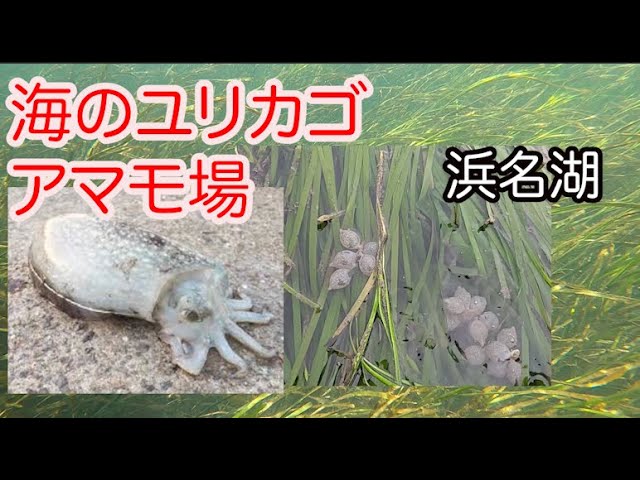 海のゆりかご浜名湖のアマモ場