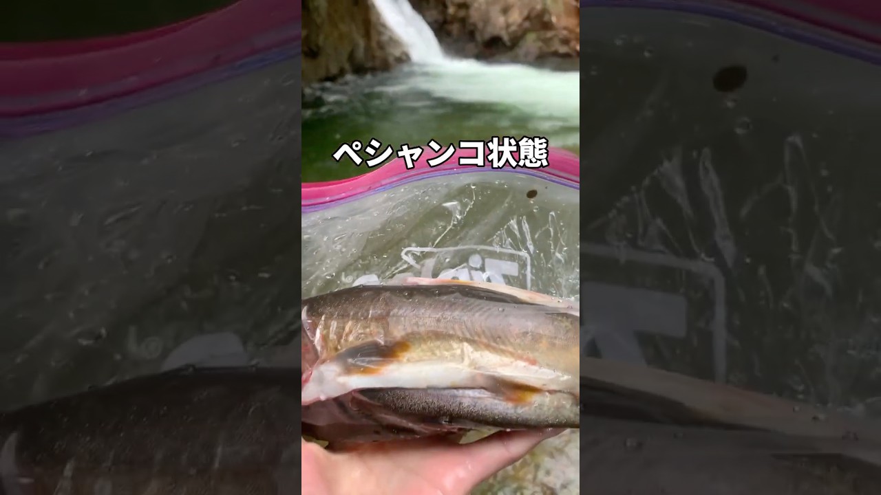 イワナの持ち帰り方！
