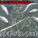 【悲報】和歌山の川でバス・ウナギ・コイや小魚が全滅…何が起きたのか