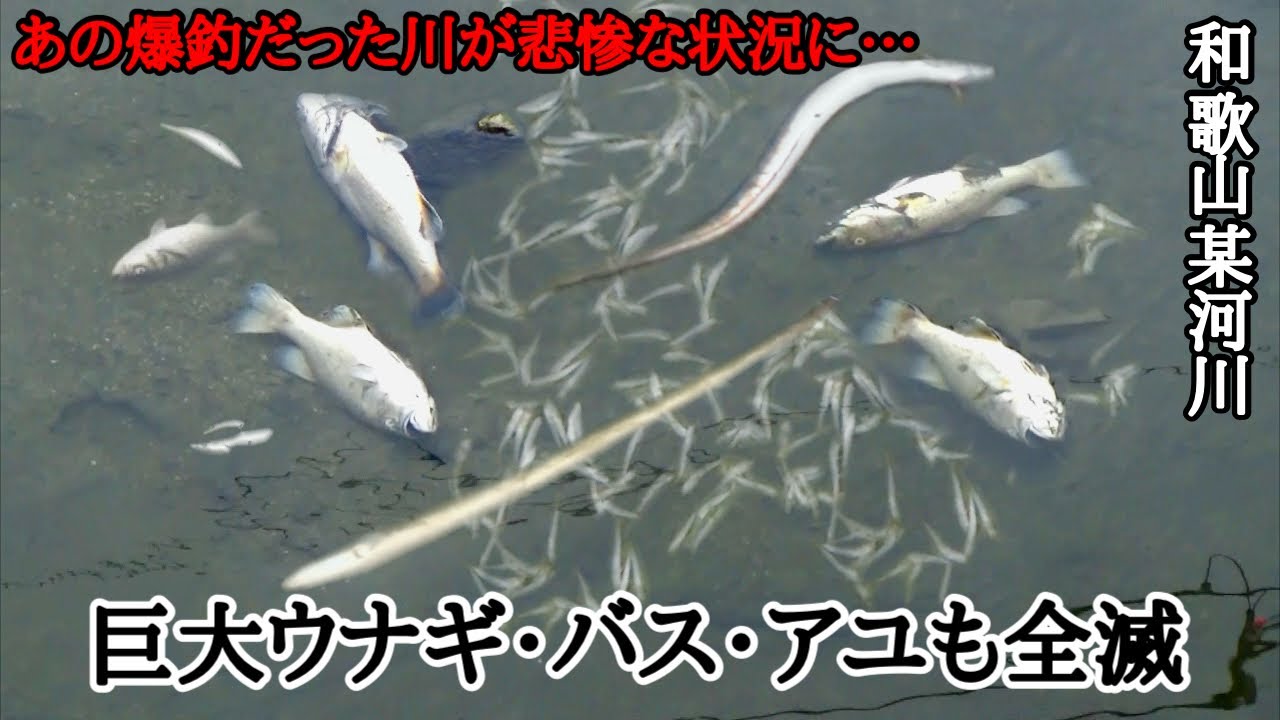 【悲報】和歌山の川でバス・ウナギ・コイや小魚が全滅…何が起きたのか