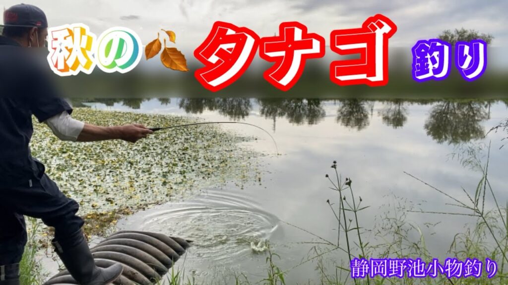 【小物釣り】秋の🍂沼でたなご探し！油断してたら大物が‼️💦💦