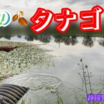 【小物釣り】秋の🍂沼でたなご探し！油断してたら大物が‼️💦💦