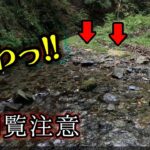 【閲覧注意】禁漁前に行った川でおぞましい光景を目にする