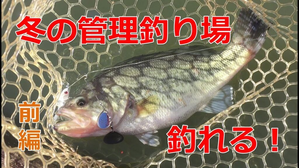 冬の管理釣り場は超楽しい！フィッシングパル佐野でバス釣り！