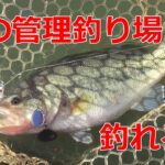 冬の管理釣り場は超楽しい！フィッシングパル佐野でバス釣り！