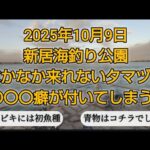 浜名湖新居海釣り公園　ほとんど来ない夕マヅメ　サビキは初魚種　ルアー釣りでは初釣果🎵
