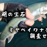 【然別湖の宝石】数万年の時を泳ぐ奇跡の魚、ミヤベイワナを調査せよ！ #北海道 #釣り #ボートフィッシング #ミヤベイワナ #然別湖