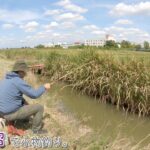 秋の水路が楽しすぎる～♪ 埼玉県 伊佐沼で小物釣り。