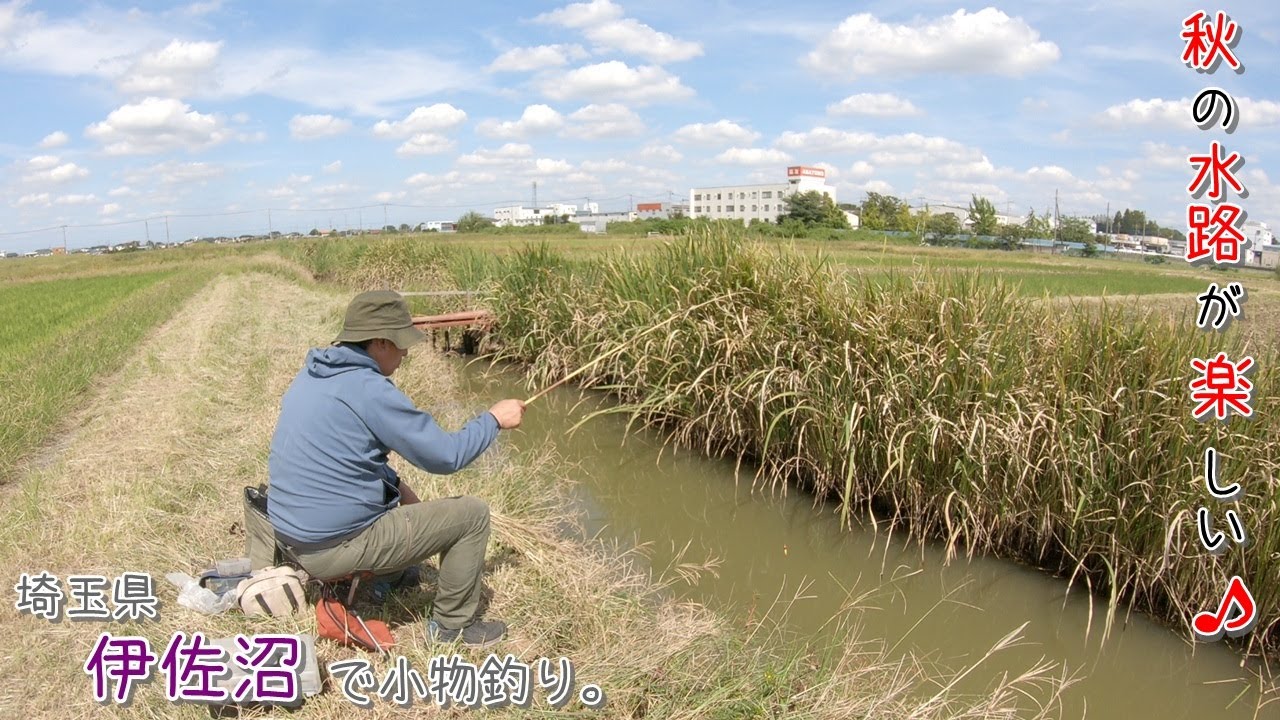 秋の水路が楽しすぎる~♪ 埼玉県 伊佐沼で小物釣り。