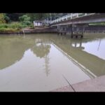 【浜名湖釣り】🎣今季もそろそろハゼ釣り難しくなりそう…🐟️ガチ地元バージョン