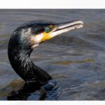 「みんな食われちゃってる」アユ釣りの聖地・狩野川で“カワウ”被害深刻で釣り客は半減 関係者の苦闘続く=静岡