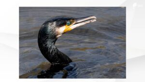 「みんな食われちゃってる」アユ釣りの聖地・狩野川で“カワウ”被害深刻で釣り客は半減 関係者の苦闘続く=静岡