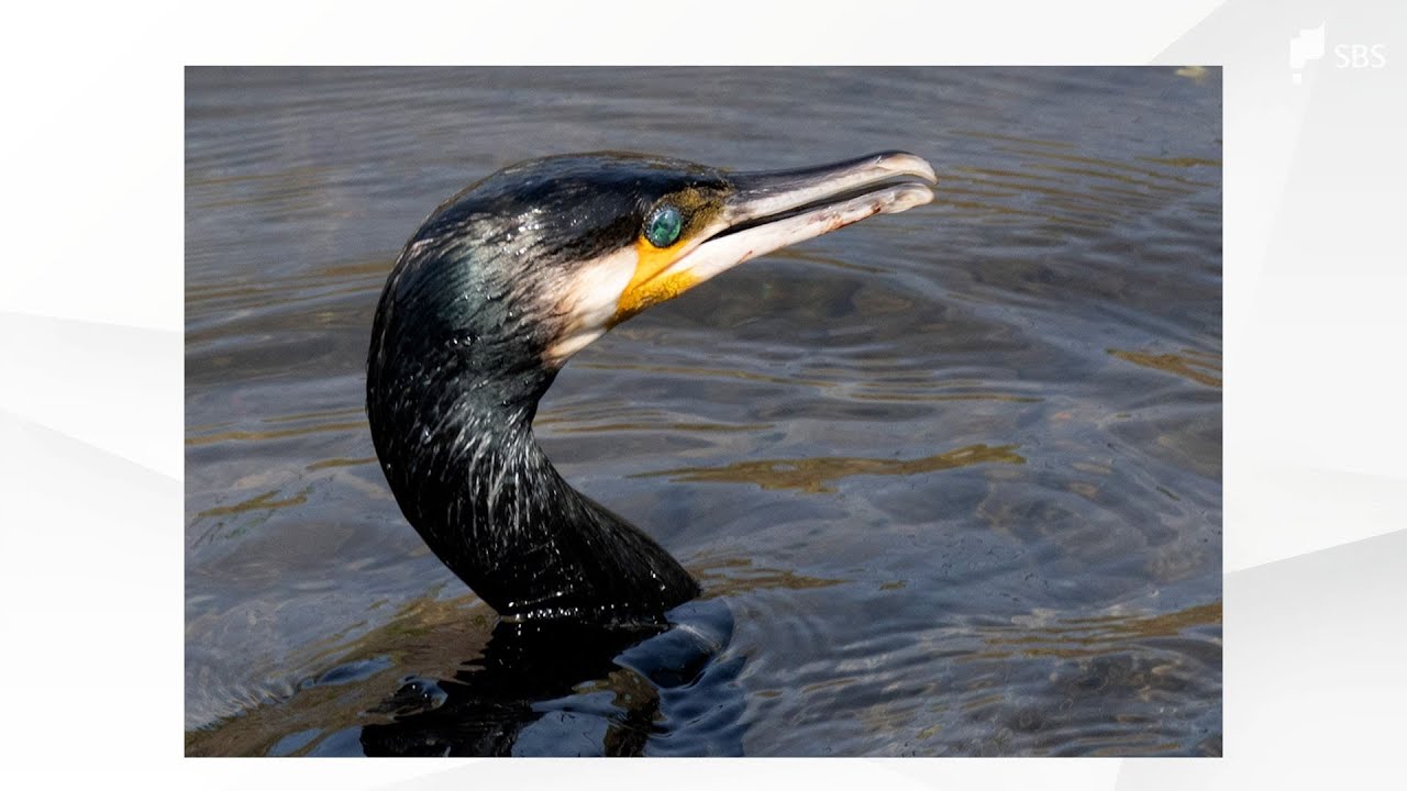 「みんな食われちゃってる」アユ釣りの聖地・狩野川で“カワウ”被害深刻で釣り客は半減 関係者の苦闘続く=静岡