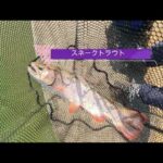 エリアトラウト(管理釣り場)で出会える美しい魚たち！①